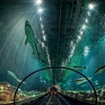 Стеклянный тоннель сквозь аквариум с акулами во Флориде, США……