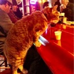 кот Mr. Wu — завсегдатай Molly’s бара в Новом Орлеане. Когда–то Mr. Wu был обычным домашним котом, н…
