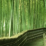Бамбуковый лес, Япония…