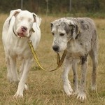Собака ведет своего слепого друга за поводок… Вот она дружба!!……