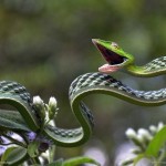 Одна из самых красивых змей — ядовитая змея, найденная в Индии…….