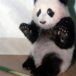 Маленькая панда в Китайском зоопарке….