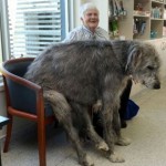 Одна из самых больших собак в мире — ирландский волкодав……
