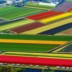 Нидерландах ежегодно расцветают около девяти миллиардов тюльпанов, две трети из которых уходят на эк…