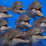 Сенсационным открытием стало наличие у дельфинов имён, по которым их различают собратья. Причём кажд…