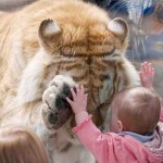Огромный бенгальский тигр за стеклом вольера заинтересовался маленькой девочкой. Фотограф Дирк Дэниэ…