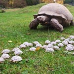 Гигантская черепаха и 45 ее детенышей в зоопарке Линтон, графство Кембриджшир, Англия……