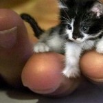 Самым крошечным котом на свете был гималайский кот Тинкер Той из Иллинойса. Он весил 680 грамм, был …