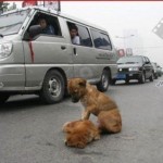 Два щенка в г. Бангкок Тайланд перебегали дорогу. Одного щенка сбила машина. Второй, не взирая на су…