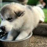 Собака может прожить без пищи до 100 суток, без воды – не больше 10……