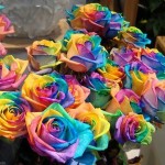 Happy Rose – это особенные разноцветные розы, при взгляде на которые вам сразу становится весело! Бл…