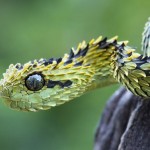 Красивая змея…