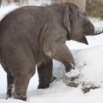 Слонёнок в Берлинском зоопарке в восторге от снега….