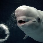 Белый кит в японском аквариуме Симанэ (Shimane Aquarium) научился выдувать пузыри в виде колец, чем …