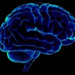 Интересные факты о мозге.