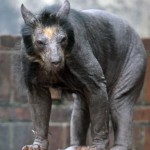 Бритый медведь выглядит устрашающе!…