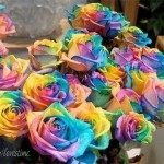 Розы одновременно всех цветов радуги. Япония….