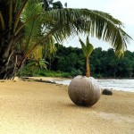 Вот так прорастают кокосы….