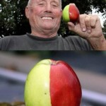 72-летний британец Кен Морриш вырастил двухцветное яблоко. Половина плода красная, половина — зелена…