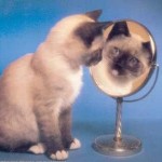Однажды Кошка посмотрела в зеркало,