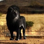 Редкий чёрный лев….