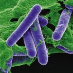 4 кг бактерии Clostridium Botulinum достаточно, чтобы убить всё человечество….
