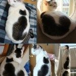 Кот, у которого на спине кот….