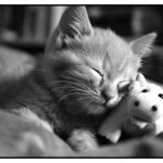 Кошки-это вам не люди, они никогда не будут спать с теми, кого не любят………