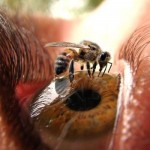 Безумное фото: пчела на глазу!…