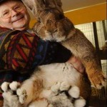 Ральф — самый крупный кролик в мире, его вес превышает 25 килограммов, а в длину он уже более 130 са…