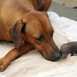 Собака Катинья, живущая на одной из немецких ферм, стала мамой для вислобрюхого поросенка……