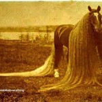 Линус — самая длинногривая и длиннохвостая лошадь в мире.