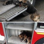 Собака спасает своих детей от пожара, пряча их в пожарную машину…….