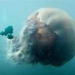Это не «фотошоп». Такая гигантская медуза действительно существует в природе. Это арктическая цианея…