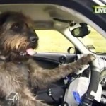 Сотрудники Новозеландского общества охраны животных обучили трех собак самостоятельно водить автомоб…