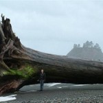 Вот такое деревце выбросило на берег в штате Вашингтон, США…….