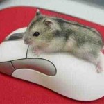 День компьютерной мышки.