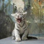 Восьминедельный детёныш белого тигра рычит после ветеринарного осмотра в Братиславском зоопарке…….