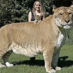 Самая крупная большая кошка на Земле — Лигр. Это гибрид, потомок льва и тигрицы. Внешне лигр схож с …