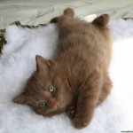 Британский короткошерстный котенок цвета корицы….