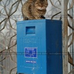 В Уфе выведена новая порода почтовых котов. Особенность котовой почты — в том, что отправленные по н…