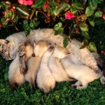 Кошка за свою жизнь может иметь больше 100 котят….