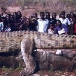 Самого большого крокодила поймали в республике Бурунди (государство в Центральной Африке) ещё в 2002…