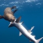 Когда морской котик голодный, он может пообедать даже акулой…….