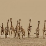 Четырнадцать жирафов убегают ото львов, которые вышли на охоту…….