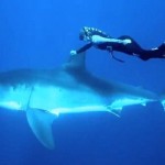 Девушка прокатилась на акуле-людоеде на Гавайях