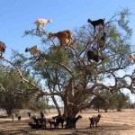 Марокко – единственная страна, где козы пасутся не на земле, а не деревьях…….