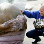 Морж скрывает лицо в смущении, когда сотрудник зоопарка дарит ему на день рождения торт, сделанный и…