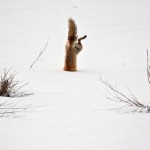 Фото дня: лисица ловит мышей под 60-сантиметровым слоем………
