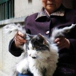 В Китае живет кот, у которого выросли крылья. Его хозяйка, пожилая женщина по имени Фенг из китайско…
